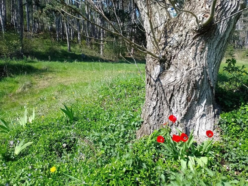 Penzion Litohlavy 17 - Na Samote U Lesa Hotel Kraluv Dvur Exterior photo